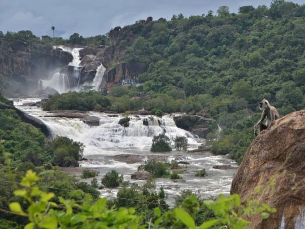 Agasthiyar Falls in Tirunelveli