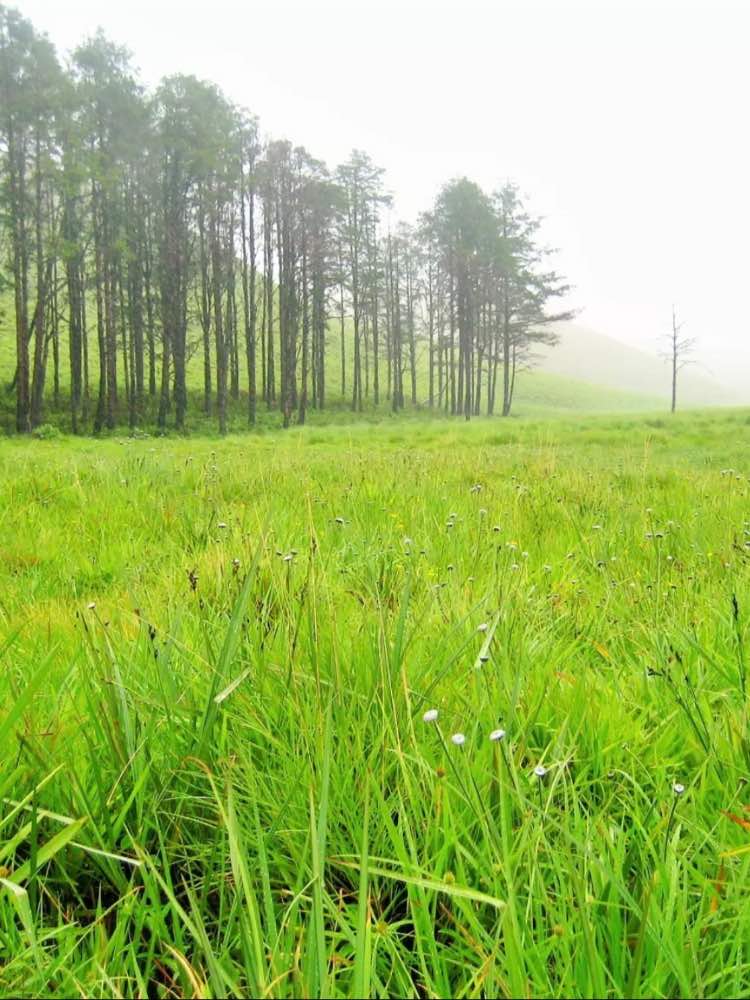 Akkamalai Grass Hills in Coimbatore