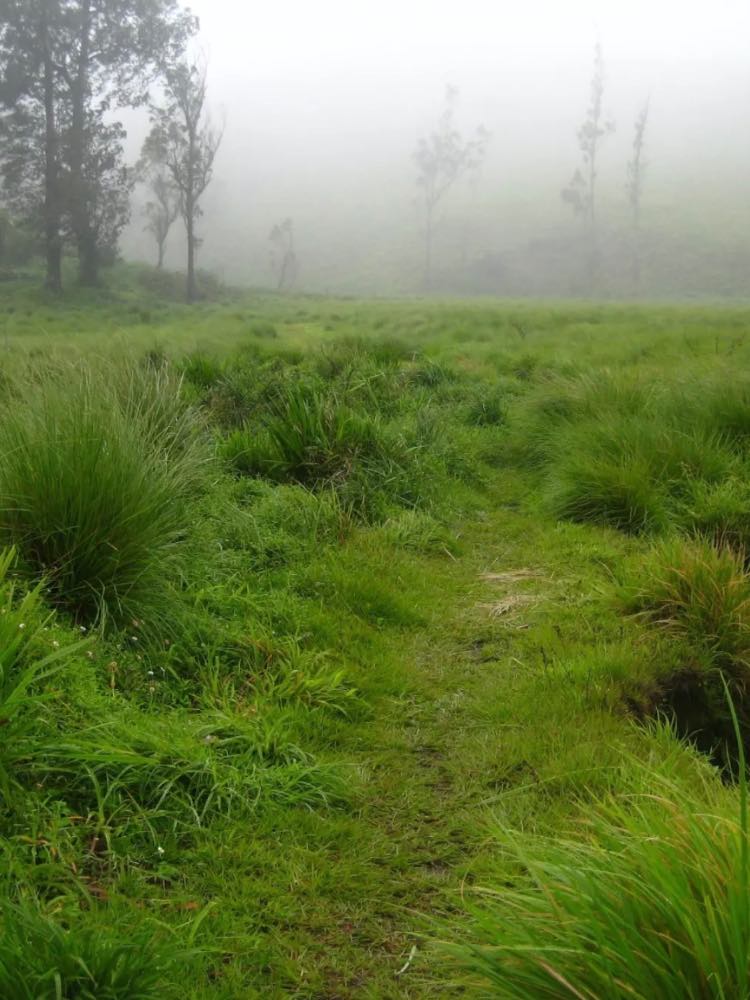 Akkamalai Grass Hills in Coimbatore