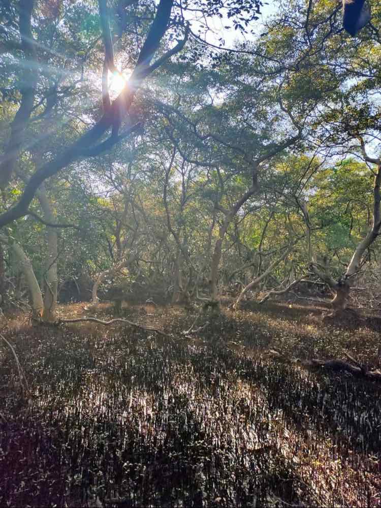 Dr. Salim Ali Bird Sanctuary in Goa