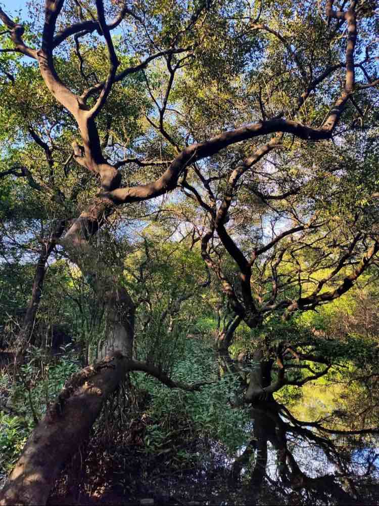 Dr. Salim Ali Bird Sanctuary in Goa