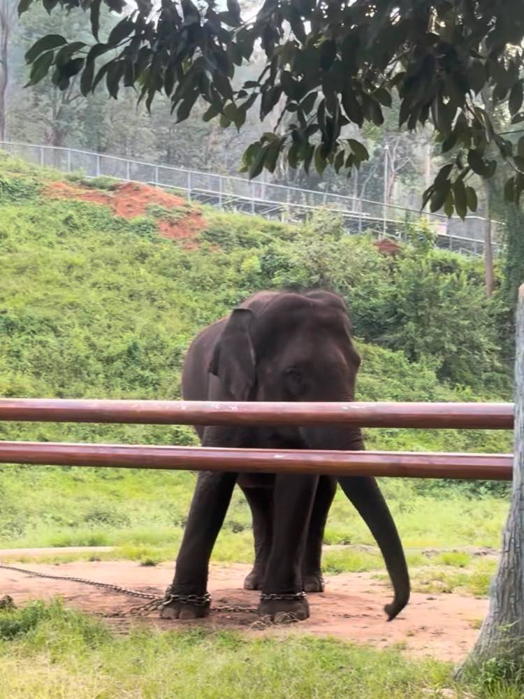 Kozhikamuthi Topslip Elephant Camp in Coimbatore